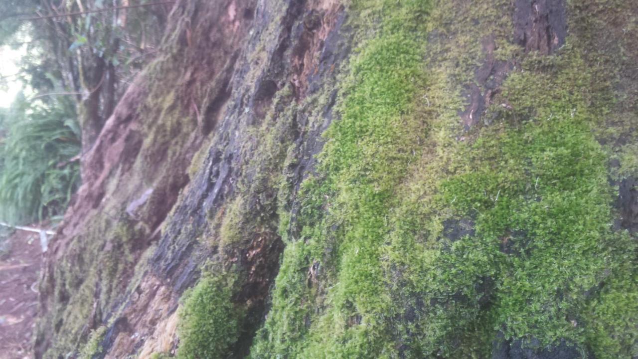 Woods Hut Lägenhet Nuwara Eliya Exteriör bild