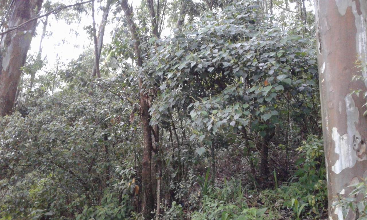 Woods Hut Lägenhet Nuwara Eliya Exteriör bild