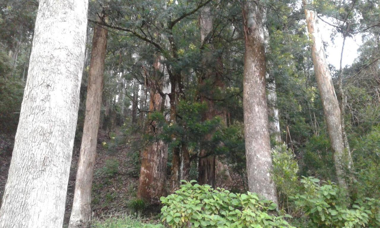 Woods Hut Lägenhet Nuwara Eliya Exteriör bild